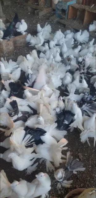 للبيع حمام شمسي ابيض خالص