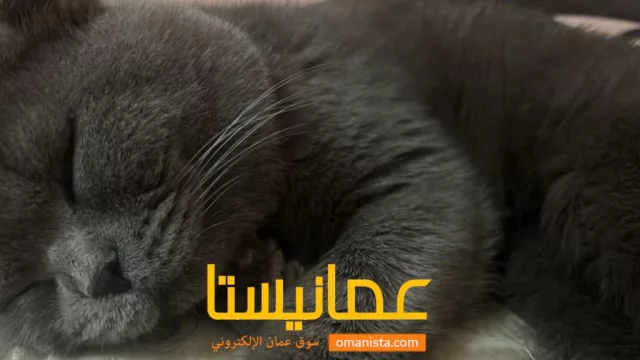 صورة 3