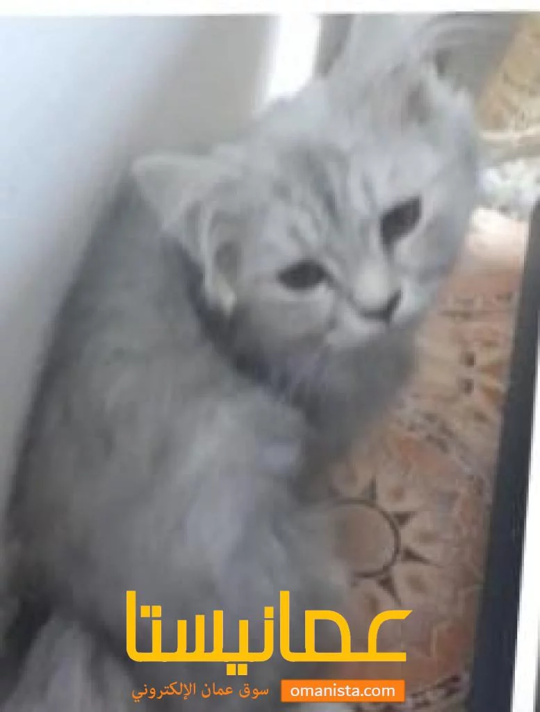 قط شيرازي