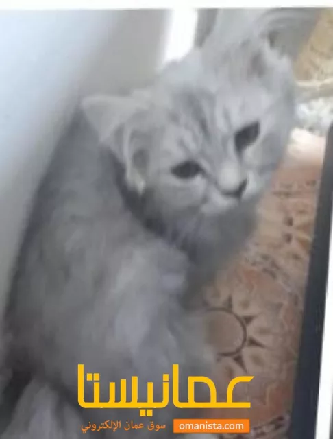 قط شيرازي