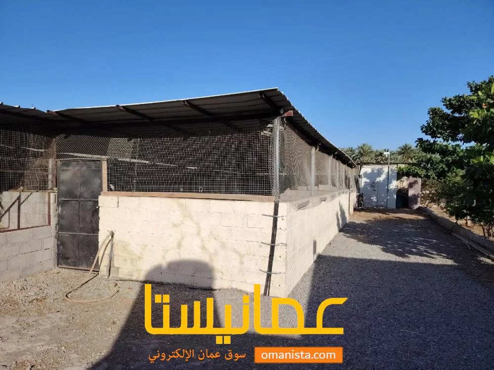 ولاية ازكي