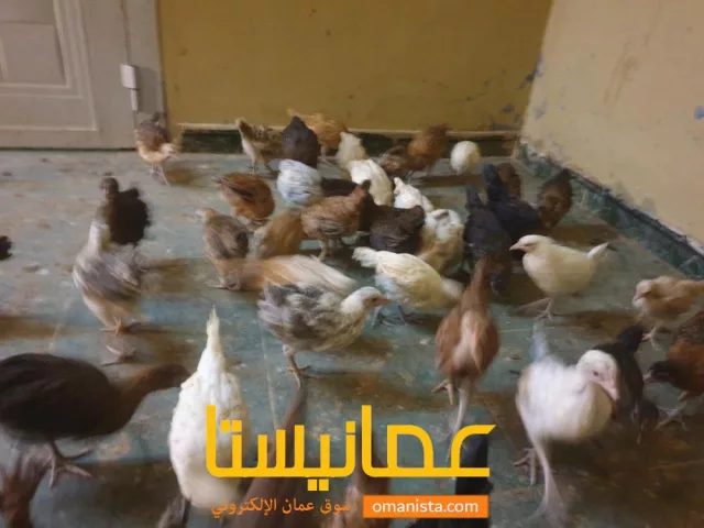 صورة 4