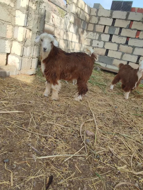 الخابورة