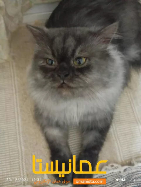 صورة 2
