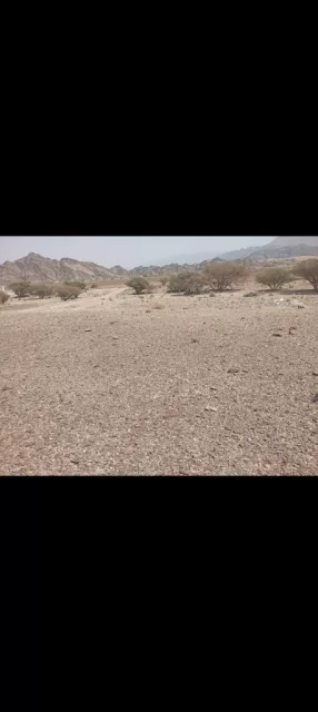 صورة 4