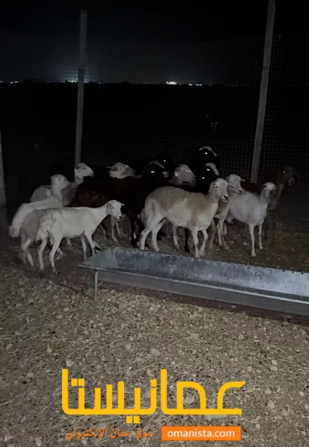 15 غنم مداني يعني حوامل للبيع