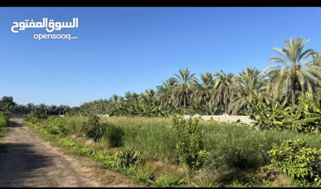 صورة 3