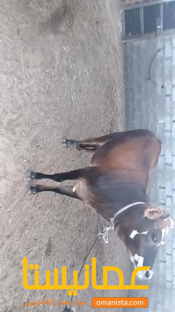 جعلان بني بو علي