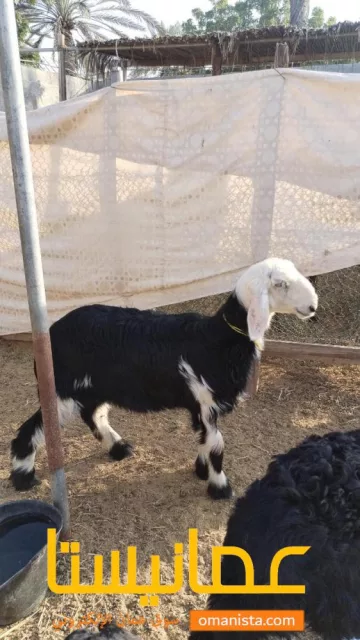 كبش وا حمله سمان ما شاء الله