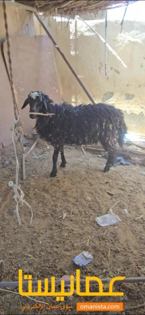 كبش تهجين سمين فول ماشاءالله