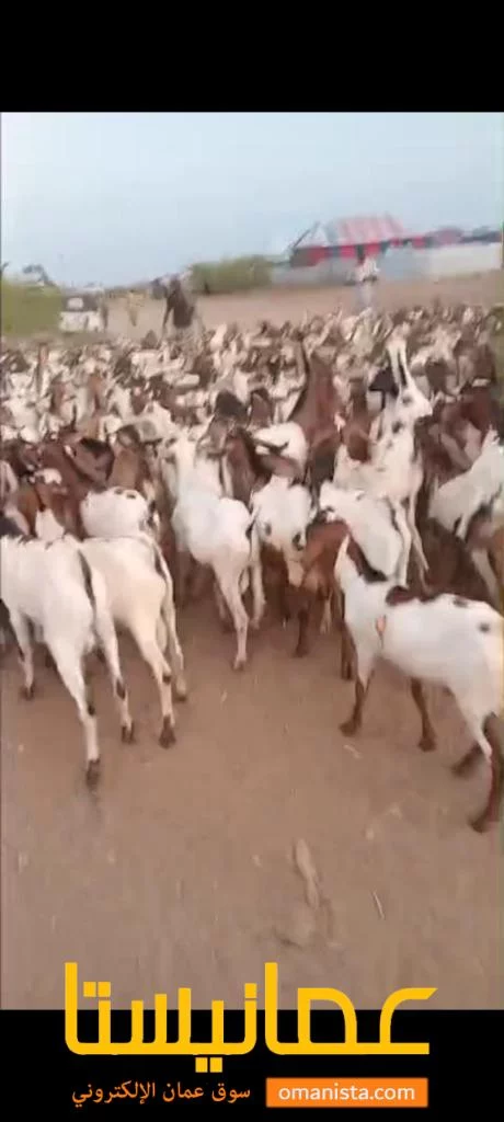 اغنام افريقيه