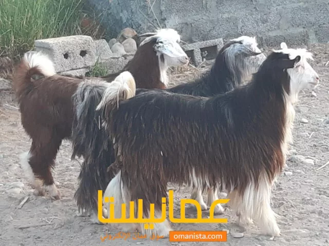 صورة 2
