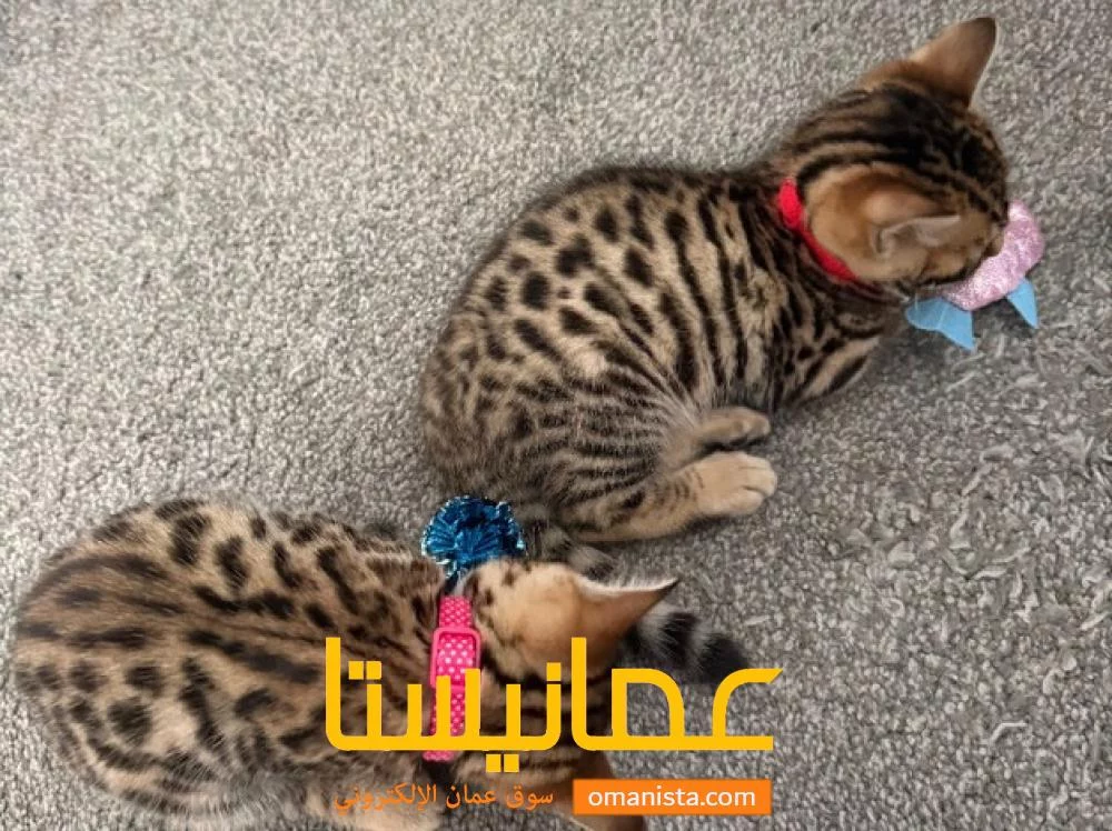 Bengal Kittens