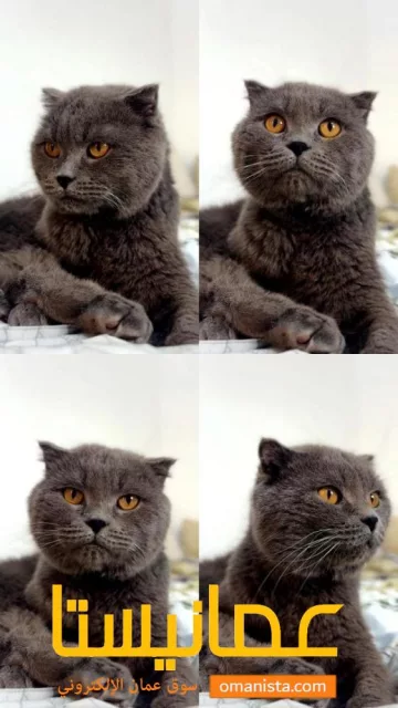 قطط للبيع