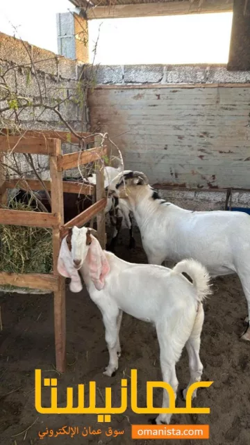صورة 3