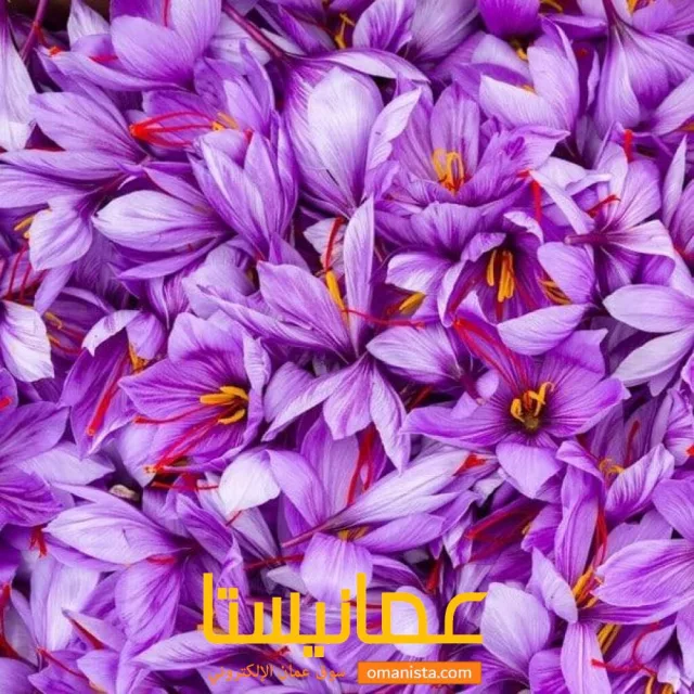 زعفران