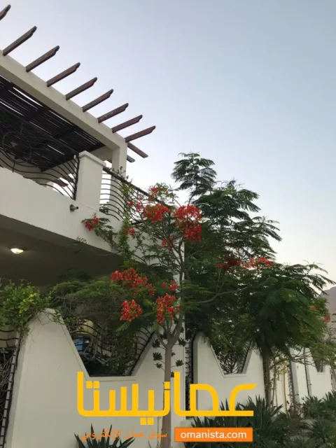 صورة 5