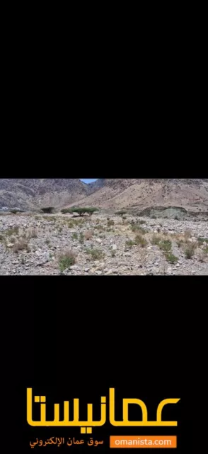 صورة 6
