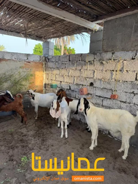 صورة 2
