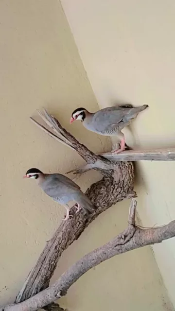 صورة 5