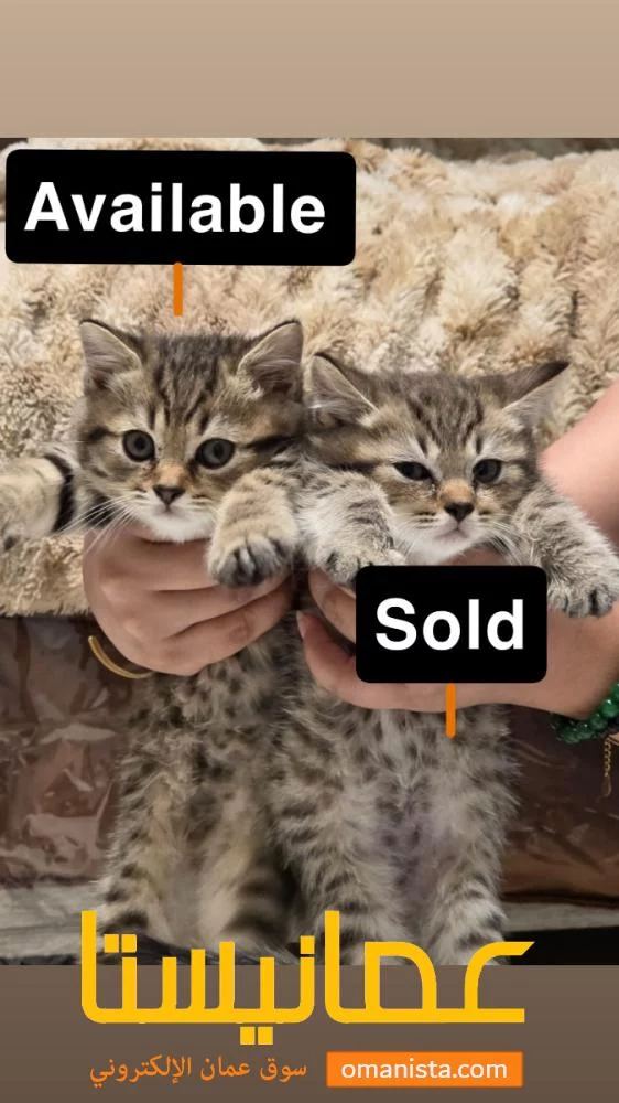 سكوتش ستريت