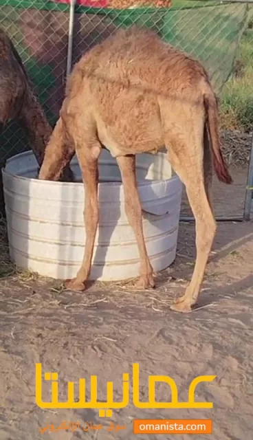 قعود للبيع وسمين ماشاء الله
