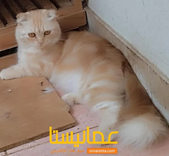 Scottish fold in Salalah 3 cute sisters
