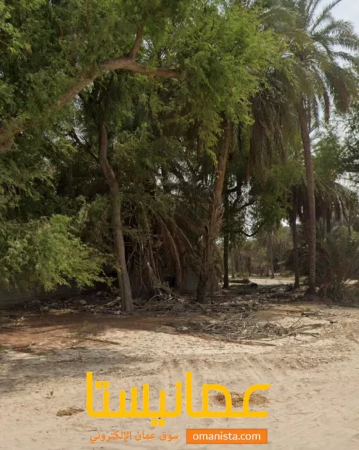 صورة 2