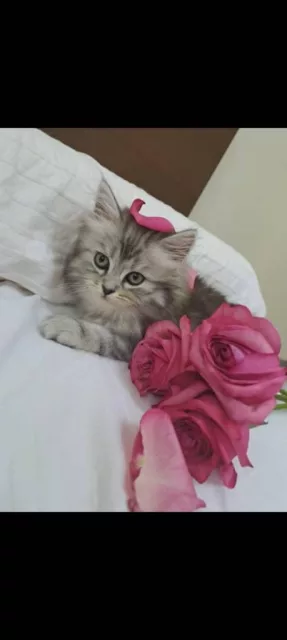 صورة 9