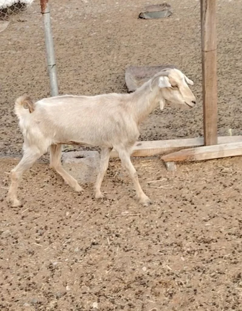أغنام للبيع