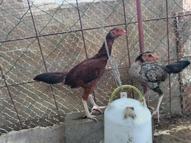 للبيع ديكين ودجاجتين