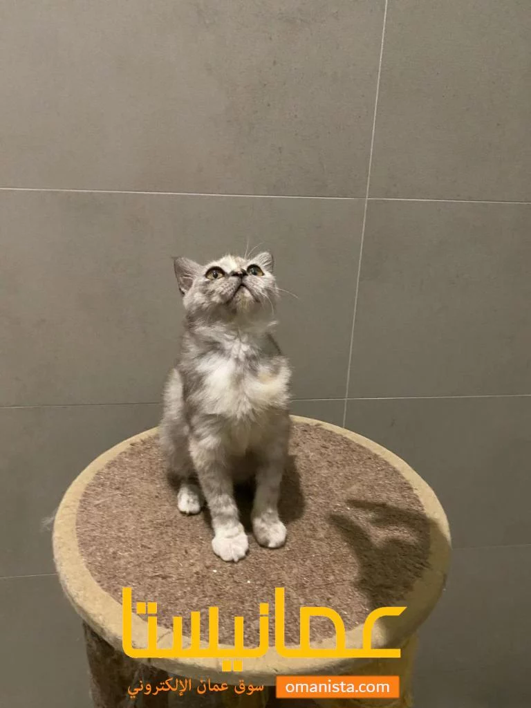 قط سكواتش
