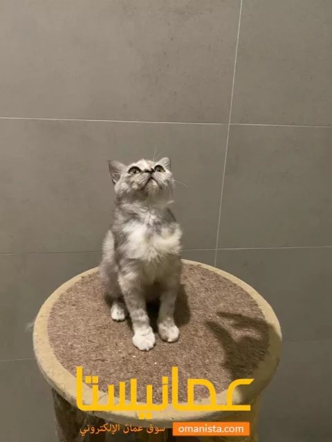 قط سكواتش