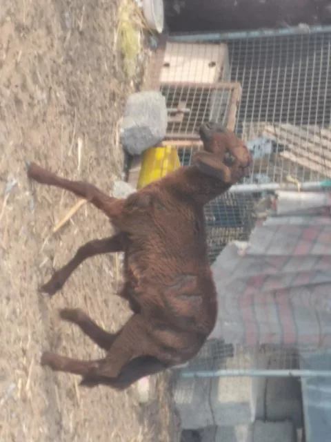 صورة 1