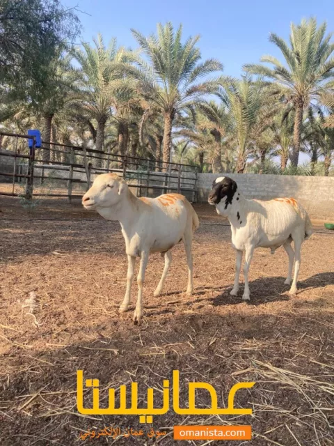 كبش للبيع رقم واحد