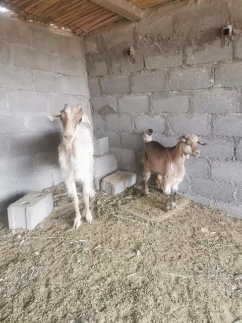 شوهات هنتين للبيع وحده تحتها سخل