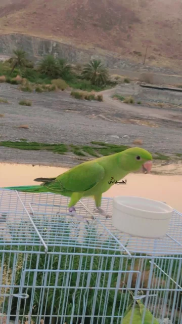صورة 2