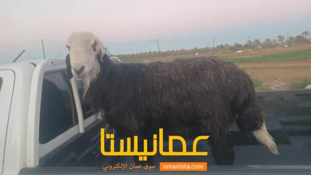 بركاء