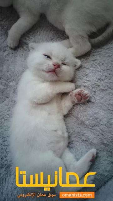 صورة 4