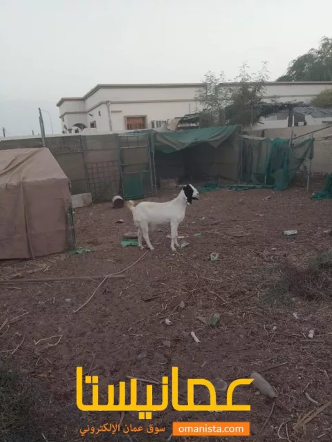 صورة 6
