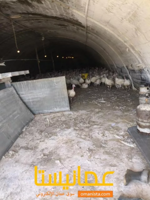 الجزائر
