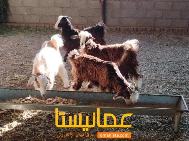صورة 3