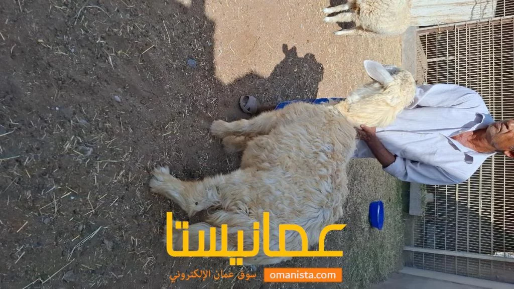 كبش نجدي اسود وأبيض ماشاءالله تارسات لحم فل الي يريد يضحي بشي زي