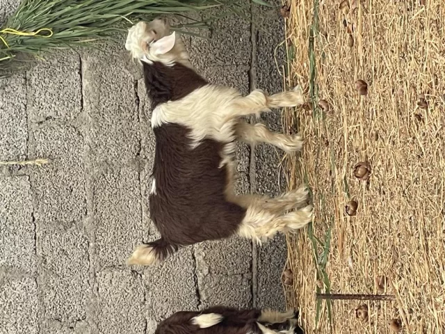 صورة 3