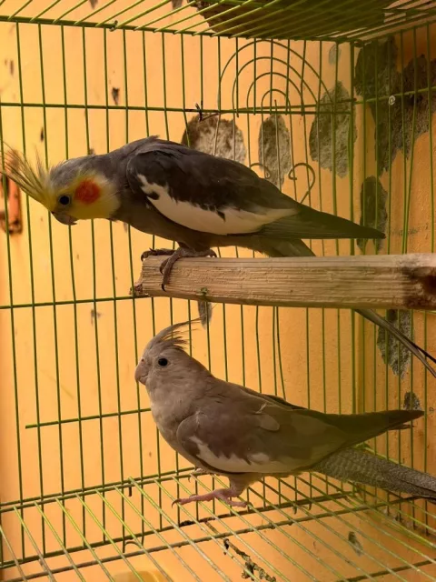 صورة 2