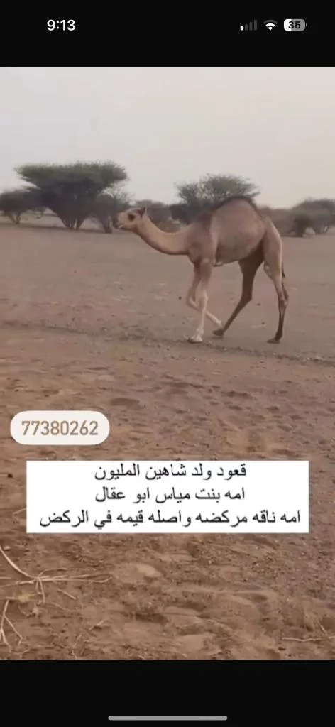 قعود ولد شاهين مليوم