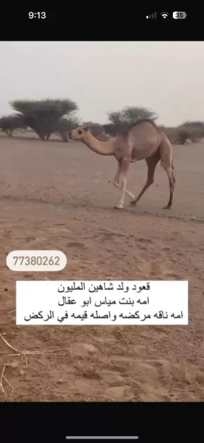 قعود ولد شاهين مليوم