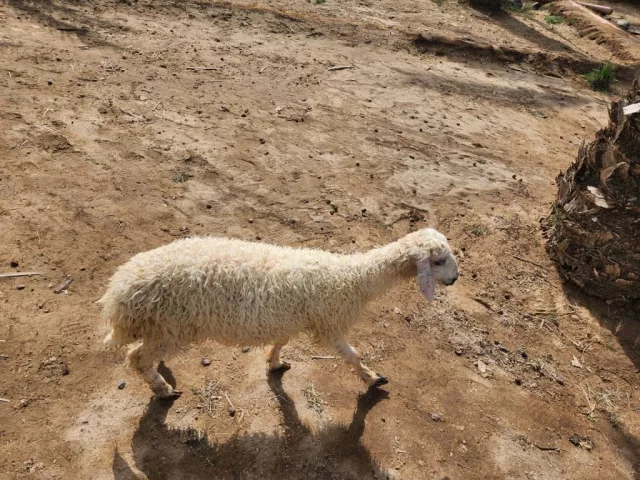 حملة للبيع