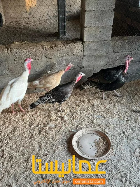 صورة 3