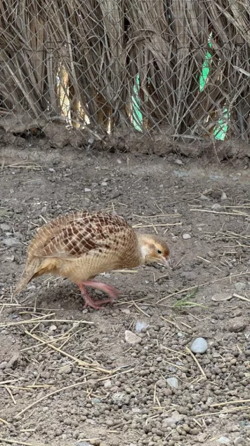 صورة 4